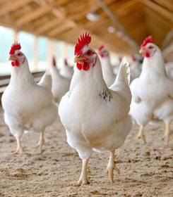 CRR Animal Healthcare - Poultry Health Solutions