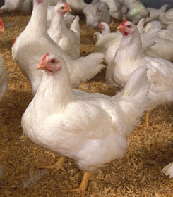 CRR Animal Healthcare - Quality Products