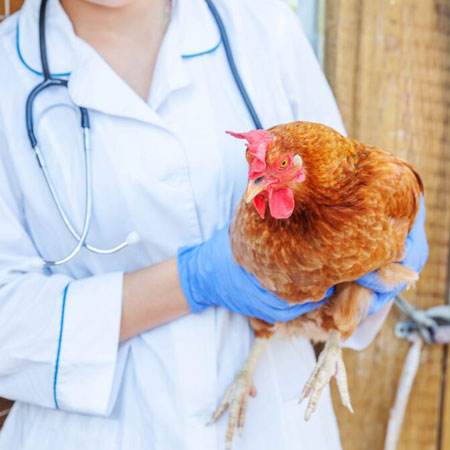 CRR Animal Healthcare - Poultry Health Solutions