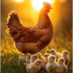 CRR Animal Healthcare - Quality Products