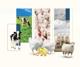 LC-Nutriboost - Poultry Performance Enhancer