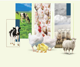 Ovistim Forte - Egg Production Stimulant
