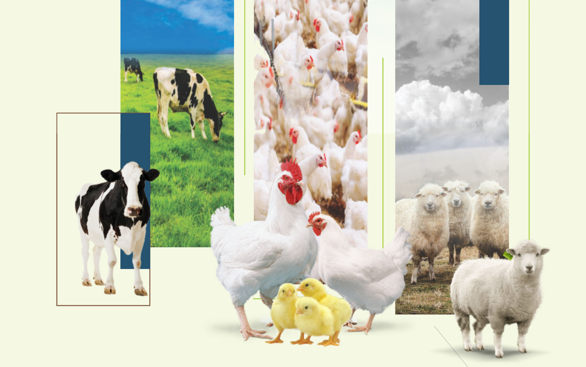 Ovistim Forte - Nutritional Oral Feed Supplement for Egg Production