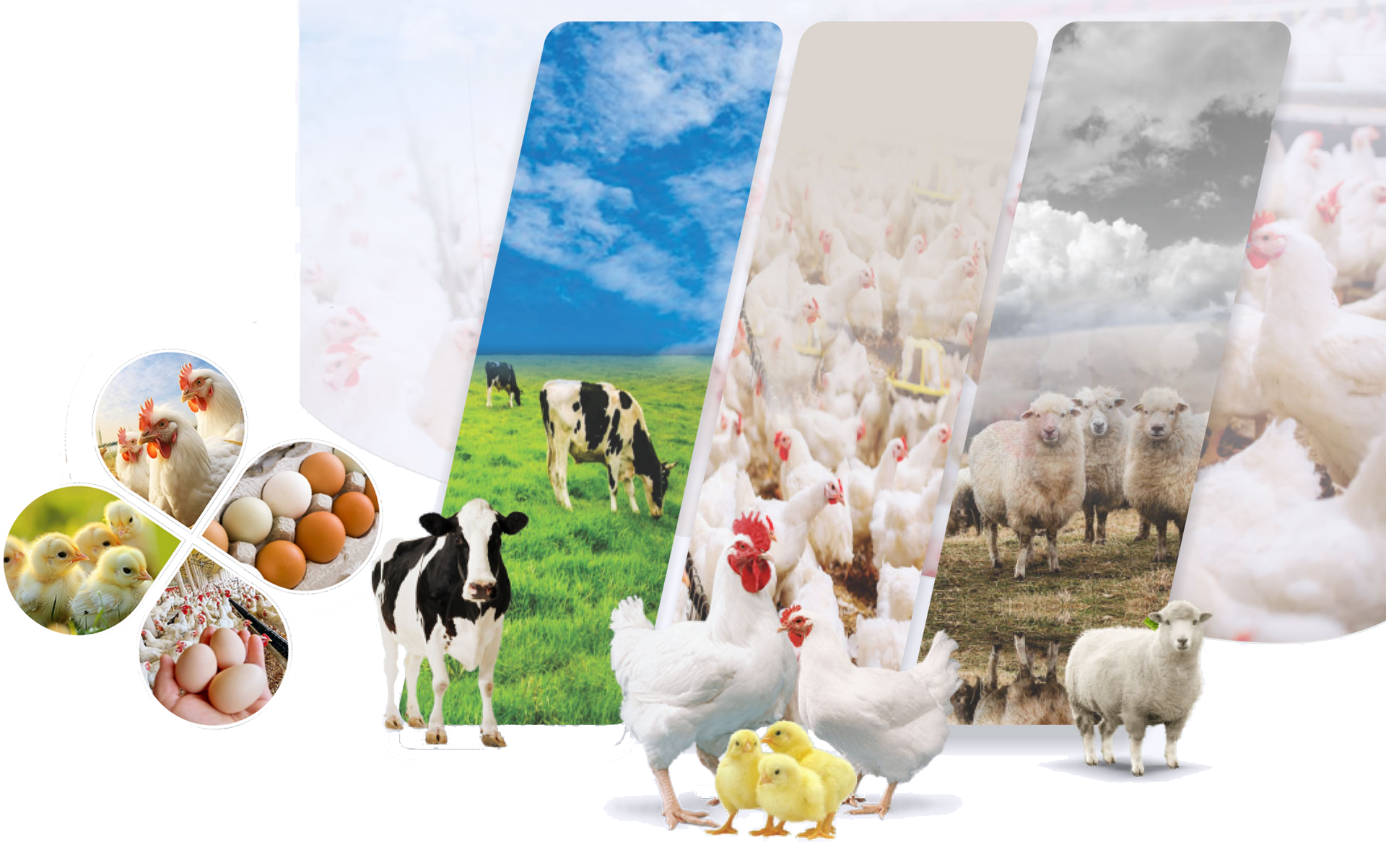 Phytocyn-CRR - Natural Antibiotic Growth Promoter for Poultry