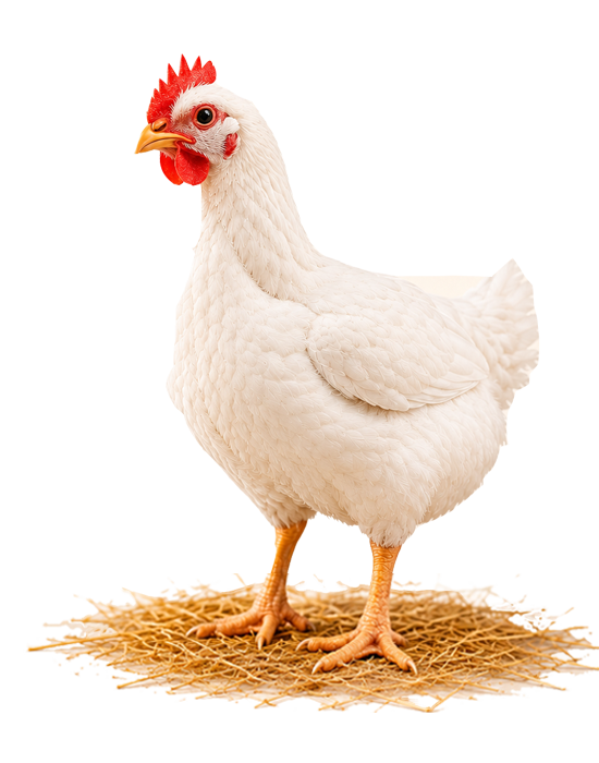 CRR Animal Healthcare - Poultry Health Solutions