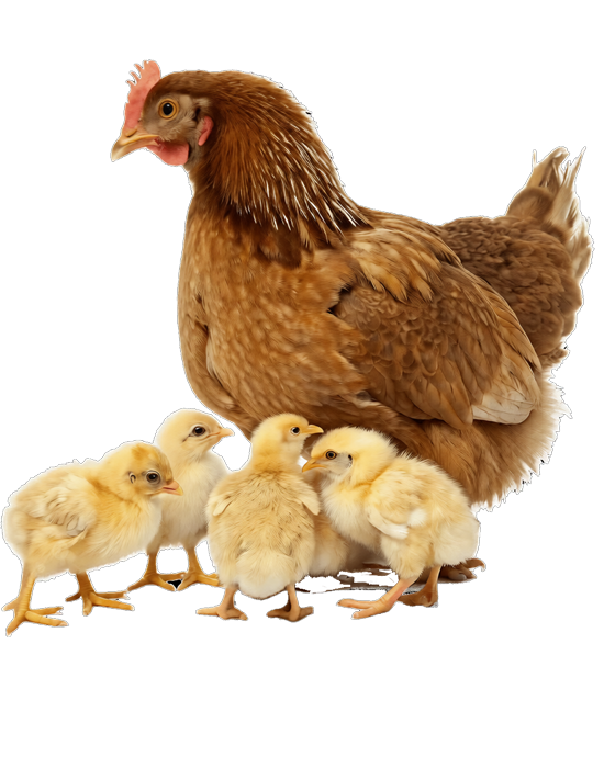 Ovistim Forte - Egg Production Stimulant