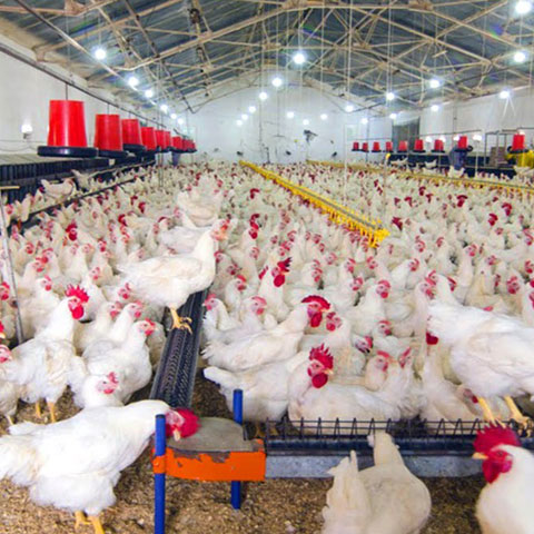 CRR Animal Healthcare - Quality Products